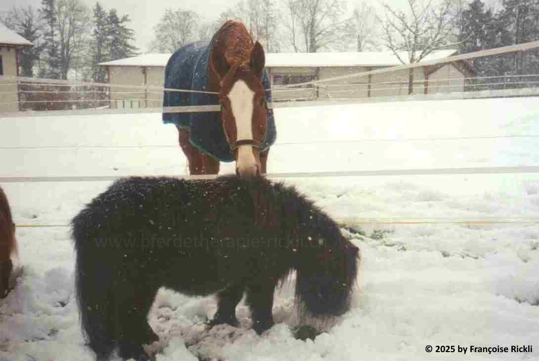 Warmblut und Shetty